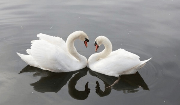 金牛座一與巨蟹獅子座：天作之合的星座配對解析